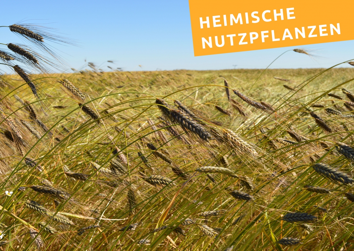 Was wächst auf unseren Feldern?